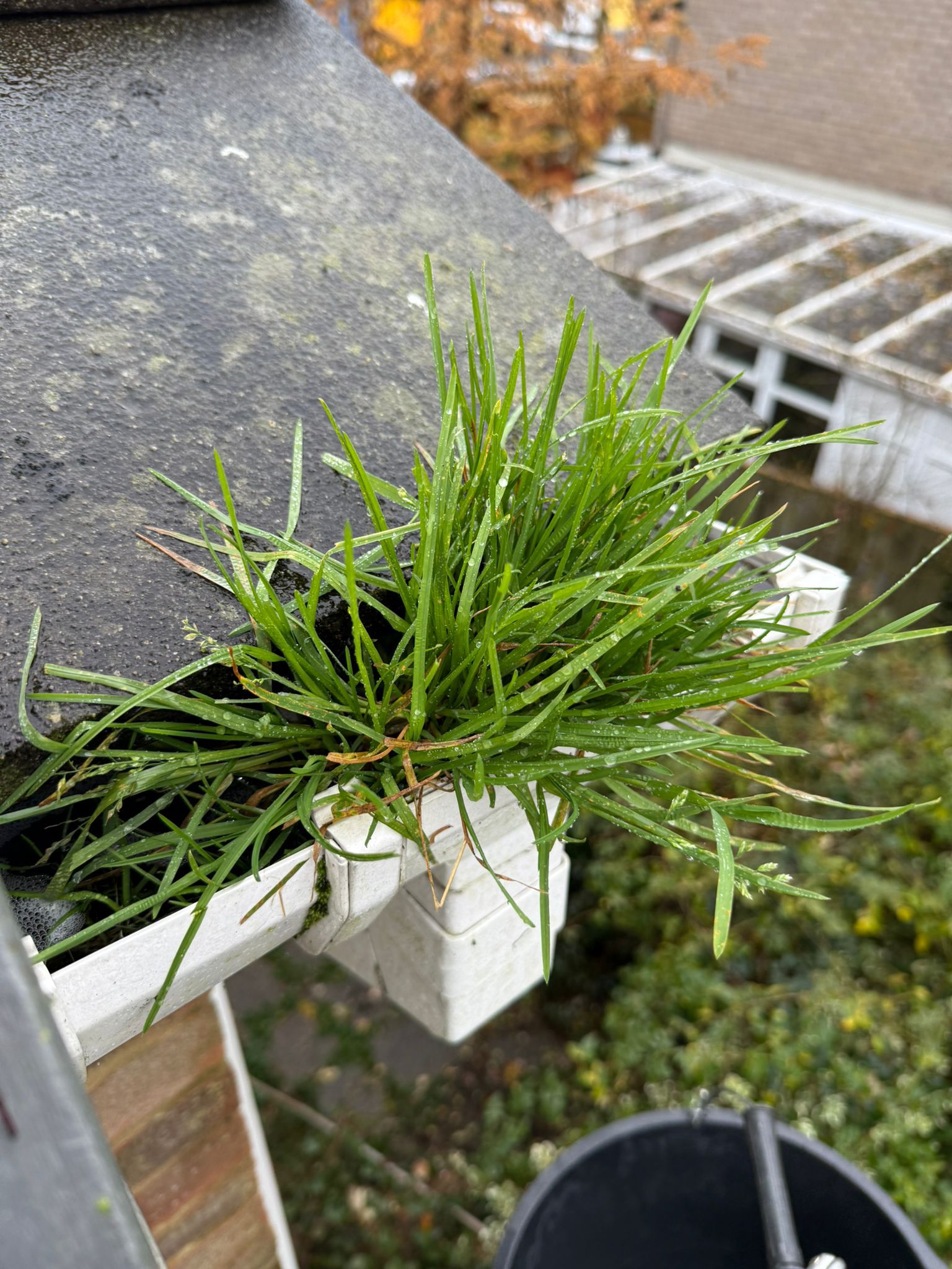 Professional gutter cleaning service